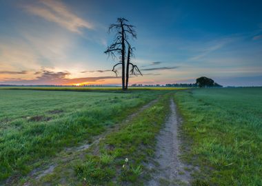 Nature Light Landscape Pla