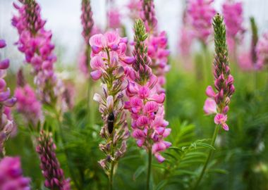 Wild Flowers Sanfoin