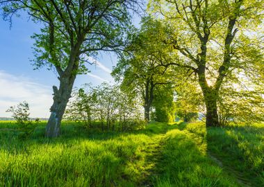 Green Land Rural Field Tre