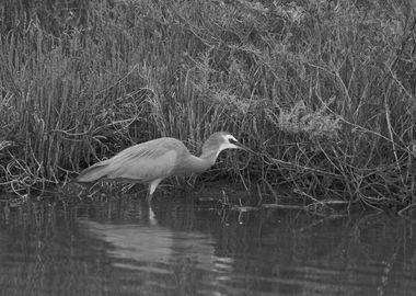 Heron in black and white