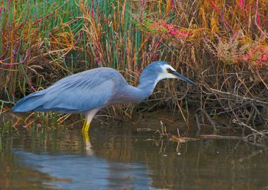 A hunting heron