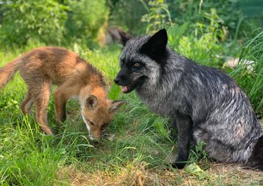 Rescued foxes Jas n Laura