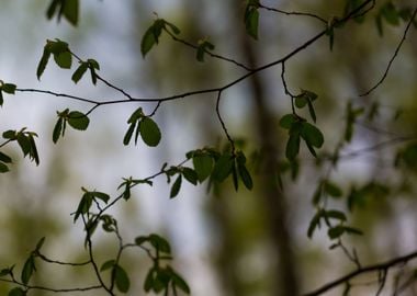 Forest Foliage Green Lands