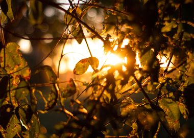 Sunset through the Leaves