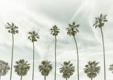 Vintage Palm Trees 