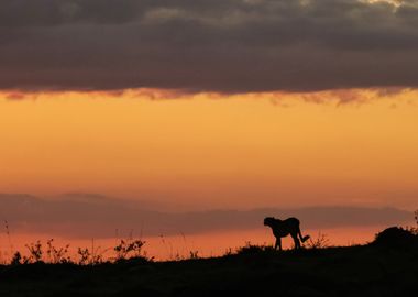 silhouette of a cheetah