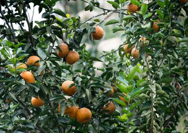 tree fruit