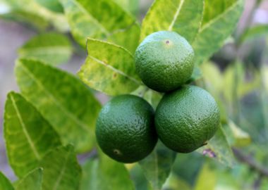 green fruit citrus