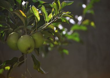 green tree apple