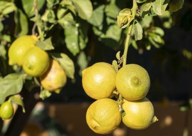 yellow lemmons tree