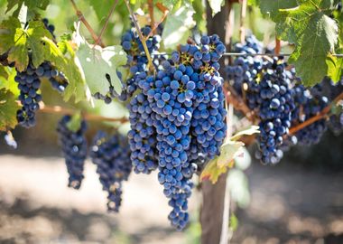 purple grapes