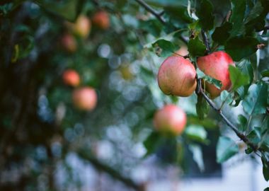 apple fruit