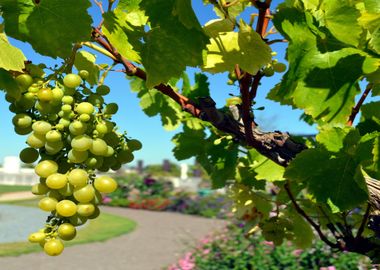 tree grapes green