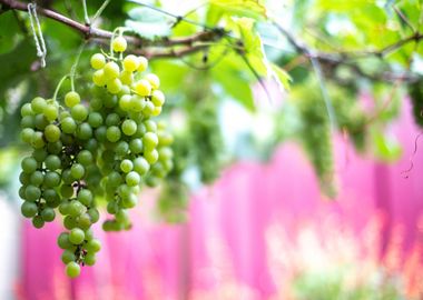 green grapes