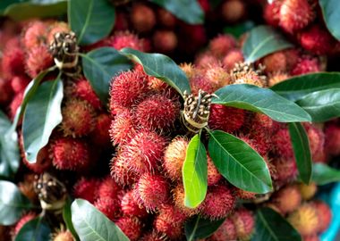 fruit red rambutan