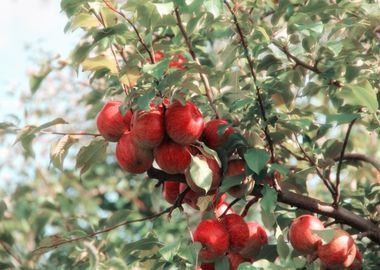 red apple tree