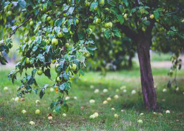 apple green tree