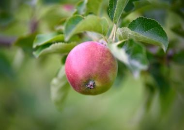 fruit one apple