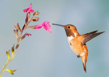 Hummingbird and Flowers