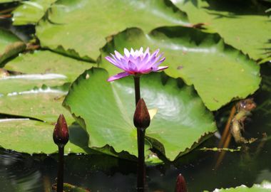 lotus flower purple