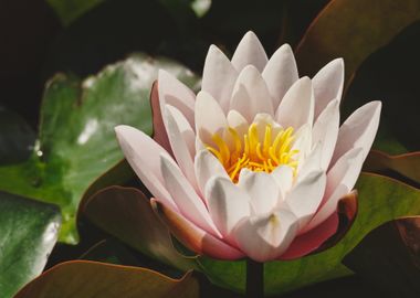 white yellow flower lotus