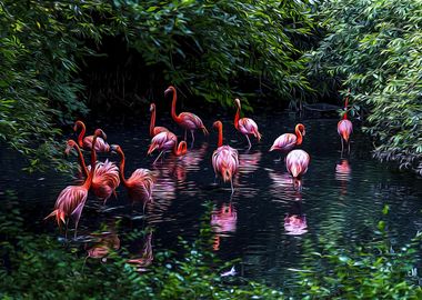 Pink flamingos in a pond