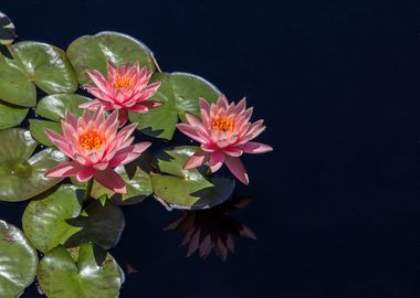 three red lotus