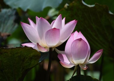 water lotus pink flower