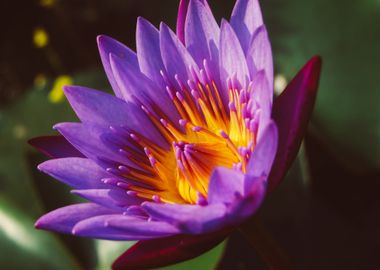 orange yellow flower