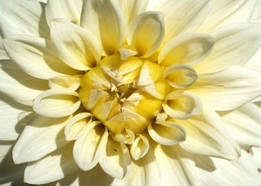 yellow bloom flower