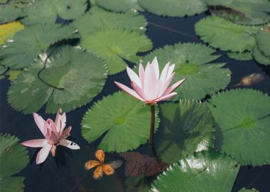 pink water flower lotus