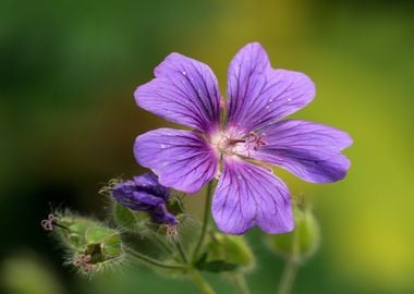 purple plant flower