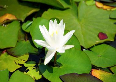 white lotus water