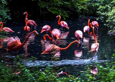 Pink flamingos in a pond