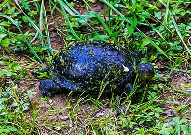 Funny turtle in a pond