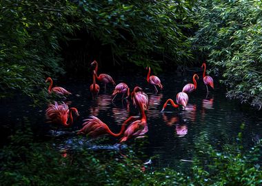 Pink flamingos in a pond