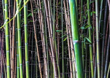 Bamboo canes in a forest