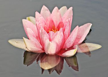 lotus red water flower