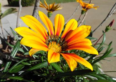 yellow orange flower