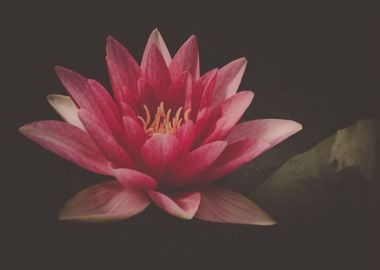 bright red lotus flower