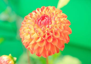 orange petaled flower