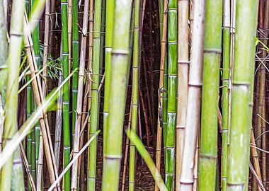 Bamboo canes in a forest