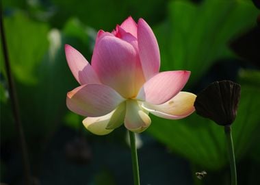 sun pink lotus flower