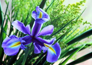 three blue flower