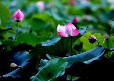 water pink lotus