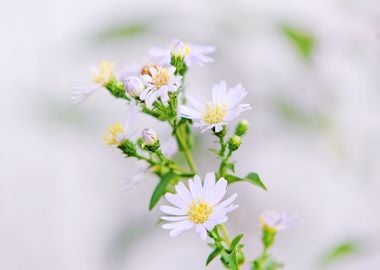 white green flower