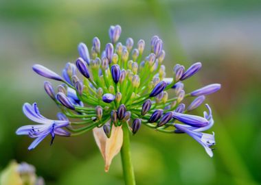 green purple flower