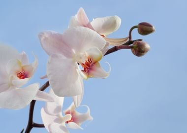 tree plant white