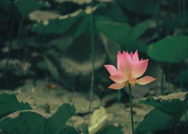 red pink lotus