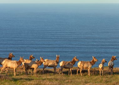 Tule Elk Herd